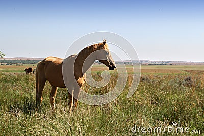 Landscape photo of golden blond horse on a farm. Stock Photo