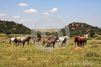 A Landscape photo of a bunch, group of horses grazing in a nice green field. Stock Photo