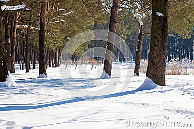 Landscape photo of pine trees in winter forest Stock Photo