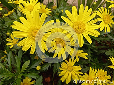 Landscape photo of texture some petals of yellow chrysanthemums flowers flowers of Stock Photo