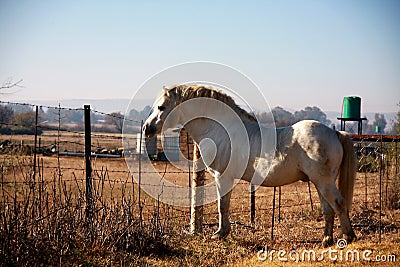 A landscape photo of a white, big pony standing in front of a rusty fence. Stock Photo