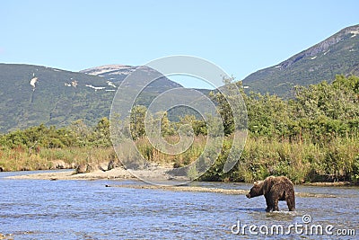 Landscape photograph of brown bear in Alaska Stock Photo