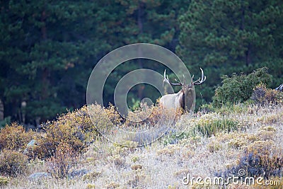 Landscape photograph of bugling bull elk Stock Photo
