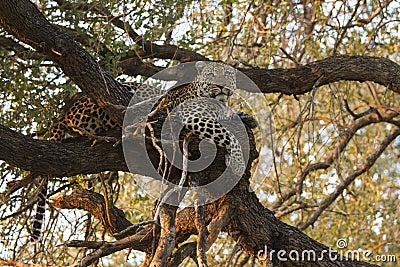 Landscape photograph of male leopard resting in big tree Stock Photo