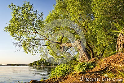 Landscape of picturesque curve of green tree above the surface of lake on summer evening. Beautiful nature on lake Stock Photo