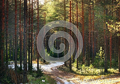 Landscape in a pine forestlandscape in a pine forest background beautiful Stock Photo