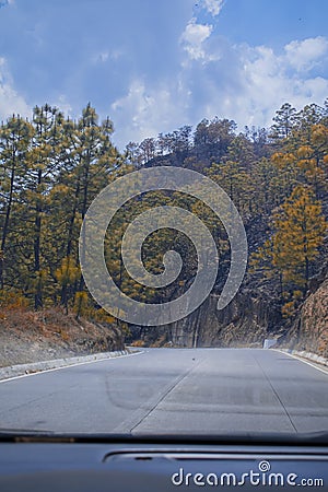 landscape of pine trees with road in the middle with blue sky Stock Photo