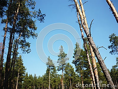 Landscape with pines. Pine forest. Beautiful blue sky. Stock Photo