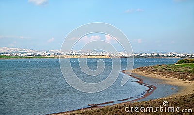 Landscape with pink flamingos resting and feeding in Salt Lake in Larnaca Cyprus Stock Photo
