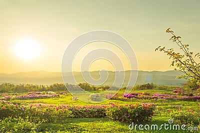 Landscape pink flowers on summer mountain and sun Stock Photo