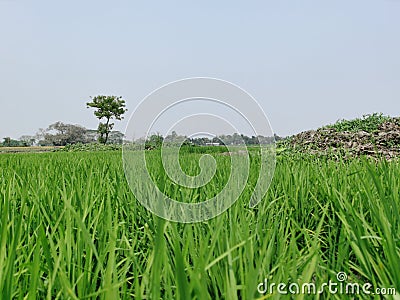 Landscape of a poddy field in the village of Bangladesh Stock Photo