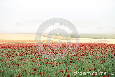 Landscape of poppies Stock Photo