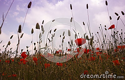 Landscape with Poppies. Stock Photo