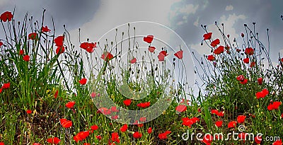 Landscape with Poppies. Stock Photo