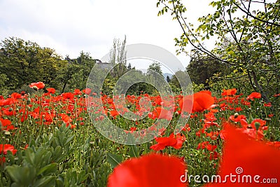 Landscape with Poppies. Stock Photo