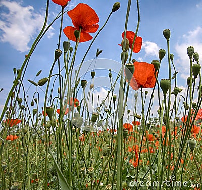 Landscape with Poppies. Stock Photo