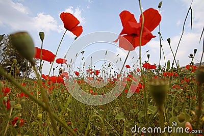 Landscape with Poppies. Stock Photo