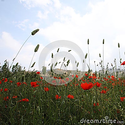 Landscape with Poppies. Stock Photo