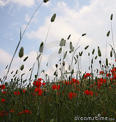 Landscape with Poppies. Stock Photo