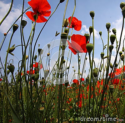 Landscape with Poppies. Stock Photo