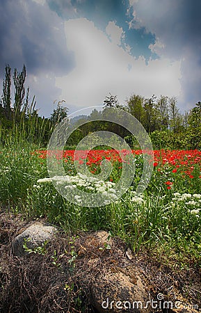 Landscape with Poppies. Stock Photo