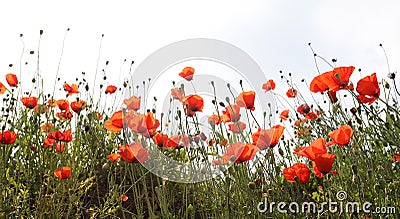 Landscape with Poppies. Stock Photo