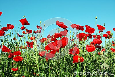 Landscape, poppy field Stock Photo