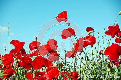 Landscape, poppy field Stock Photo