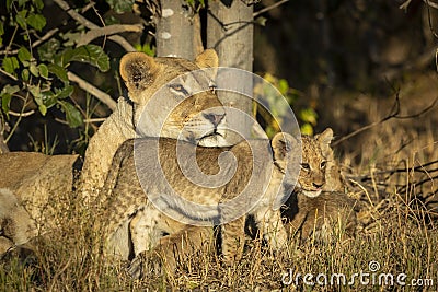 Landscape portrait of a mother lioness and her lion cub with beautiful eyes in Savuti in Botswana Stock Photo