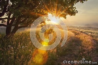 Landscape rays of sun through branches of tree. early autumn on morning sunrise Solar glare Stock Photo