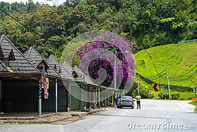 Landscape of the road in the mountains of Asia. Old houses along the road and a beautiful tree against the background of green Editorial Stock Photo
