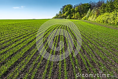 Landscape with rows on young wheat field Stock Photo