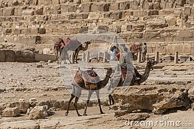 Camel Safari in the Egyptian Desert Editorial Stock Photo