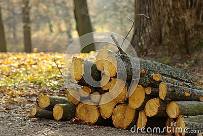 Landscape with a sawn logs , deforestation, Stock Photo