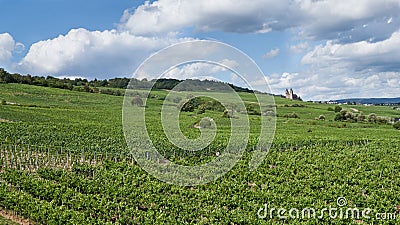 Sloping Vineyards in the Rhine River Valley, Germany Stock Photo