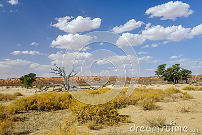 Kalahari Transfrontier Park Stock Photo