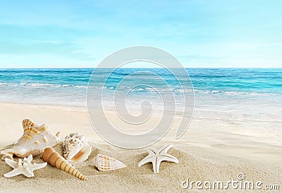 Landscape with shells on tropical beach Stock Photo
