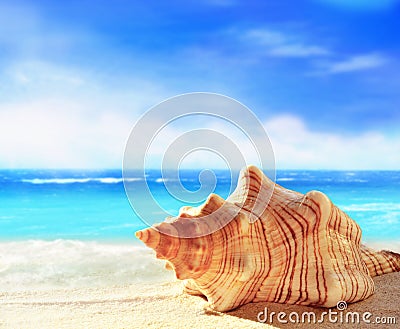 Landscape with shells on tropical beach. Summer concept Stock Photo