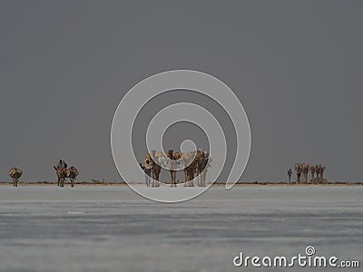 Landscape shot of distant camel caravan transporting salt across salt flats Ethiopia Stock Photo