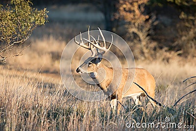 Landscape shot of whitetail deer Stock Photo