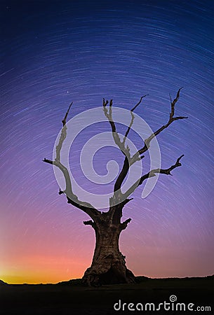 Landscape with stars trail over Silhouette dead big tree on hill Stock Photo