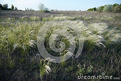 Landscape with Stipe Feather Grass or Grass Needle Nassella tenuissima Stock Photo