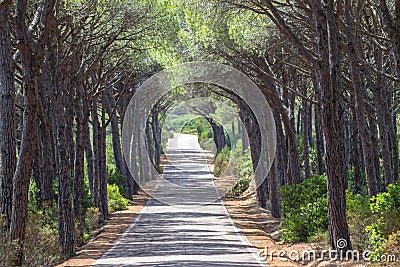 Landscape of straight road under the trees on Sardinia Island, I Stock Photo