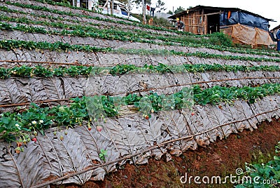 Landscape Strawberry gardener is harvest fresh Strawberry at strawberry farm , angkhang , chiang mai ,thailand - agriculture farm Editorial Stock Photo