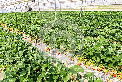 Landscape Strawberry hanging farm full of ripe strawberries,Chiba, japan Stock Photo