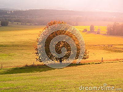 Landscape of Sumava with lonesome tree in the middle of meadow, Czech Republic Stock Photo