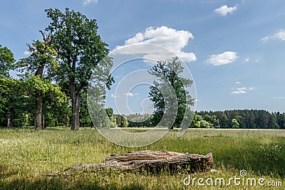 Landscape, summer oak grove Stock Photo