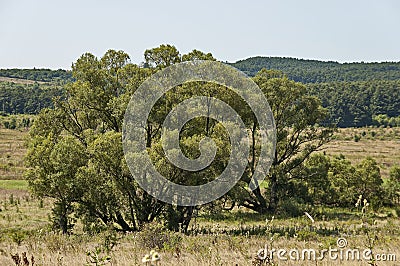 Landscape of summer nature with green glade, flower, forest and big White willow or Salix alba tree, Sredna Gora mountain Stock Photo