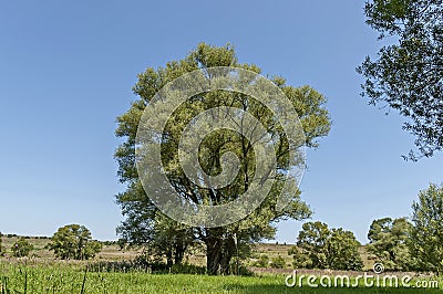 Landscape of summer nature with green glade, flower, forest and big White willow or Salix alba tree, Sredna Gora mountain Stock Photo