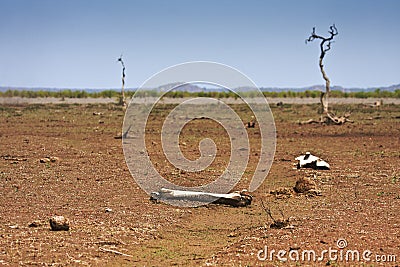 Landscape sunburned and buffalo bones, Kruger, South Africa Stock Photo